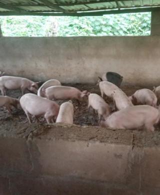 Farm: pigs