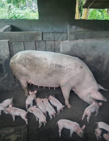 Farm: sow and piglets