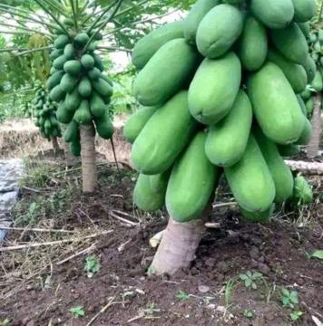 Farm: fruit and vegetables