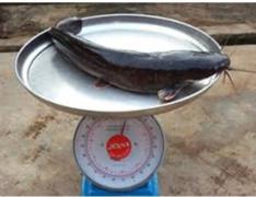 Farm: catfish on scales